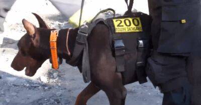 Ракетный удар по Запорожью: спасатели показали, как служебные собаки ищут людей (фото)
