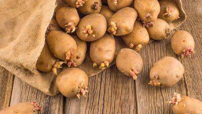 Чем опасен проросший картофель: можно ли его есть