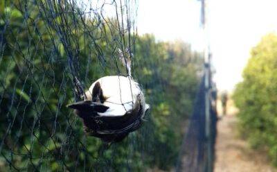 В Пиле пресечен незаконный отлов диких птиц