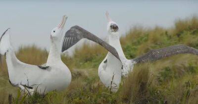 Самцы альбатроса образовали семью из-за неудачи с самками: эксперты назвали причину (видео)