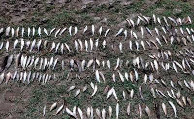 Прокуратура возбудила уголовное дело в отношении должностных лиц "Навоиазот" из-за массового отравления рыбы в реке Зарафшан