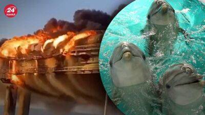 Боевые дельфины не справились: росСМИ рассказали, как охраняют Крымский мост