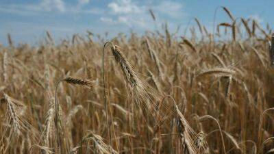 Соглашение остается в силе, – в ООН ответили на заявления России относительно зернового коридора