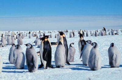 Названо небезпеку, що загрожує імператорським пінгвінам