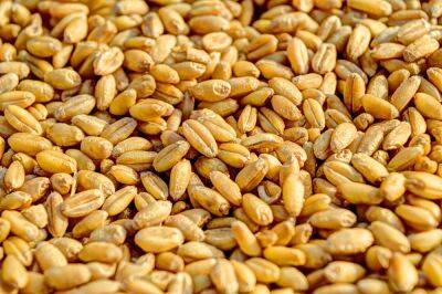 Работники сельхозпредприятия в Гродненской области похитили более 32 тонн семян