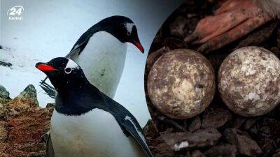 Ждут Мартусю и Вовчика: у пингвинов возле "Вернадского" появились первые яйца – милые фото