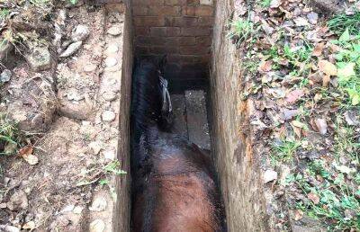 В Дрибинском районе лошадь упала в смотровую яму
