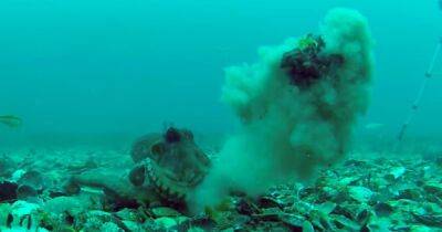 Истерички подводного мира. Ученые обнаружили, что осьминоги бросают друг в друга раковинами (видео)