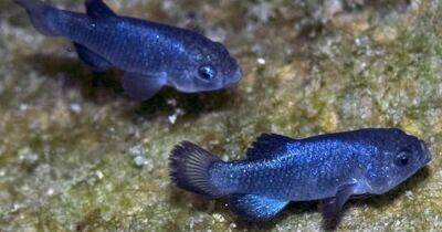 Куколки Дьявольской дыры в Неваде. 10 тысяч лет одиночества сделали геномы рыб идентичными
