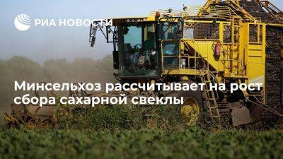 Минсельхоз России рассчитывает на рост урожая сахарной свеклы в этом году