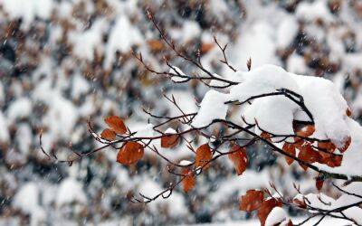 Незабаром в Україні випаде сніг: синоптик назвала дати