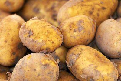 В Україні різко змінилася ціна на картоплю