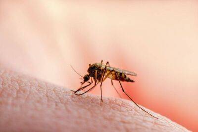 Эпидемя в Судане: комары разносят два опасных заболевания