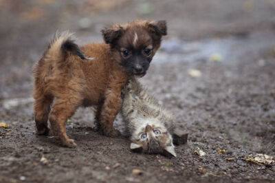 В Узбекистане может появиться ответственность за выбрасывание домашних животных на улицу