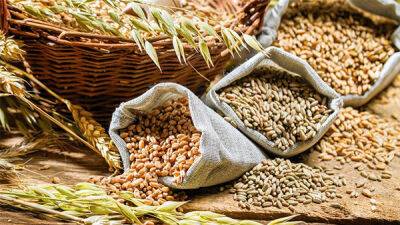 USDA прогнозує збільшення виробництва пшениці у світі - bin.ua - США - Украина - Казахстан - Пакистан - Сенегал - Малі