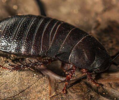 На австралійському острові виявили комаху, що зникла 80 років тому