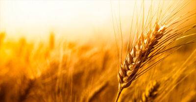 Україна завершила збір пшениці – врожай через війну впав на 40%
