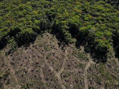 Луис Инасиу Лула - Вырубка лесов в бразильской Амазонии достигла антирекорда в октябре - unn.com.ua - Украина - Киев - Бразилия - Нью-Йорк - Reuters