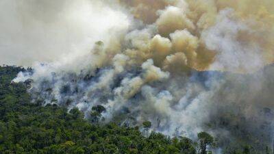 Уничтожение лесов Амазонии "Бешеная гонка навстречу к опустошению"