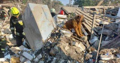 "Российская подлость": в Днепре умер пес Крым, оплакивавший хозяев после ракетного удара