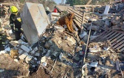 Умер пес Крым, оплакивающий хозяев после ракетного удара в Днепре