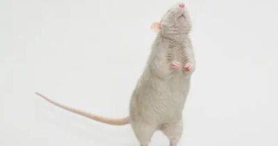 Так же как и люди. Ученые выяснили, что крысы могут чувстовать музыкальный ритм и двигаться в такт