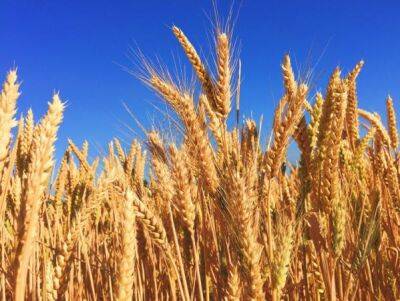 В Украине урожай пшеницы упал из-за войны на 40%