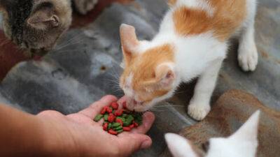 В Гиватаиме избили пожилую пару, кормившую уличных котов