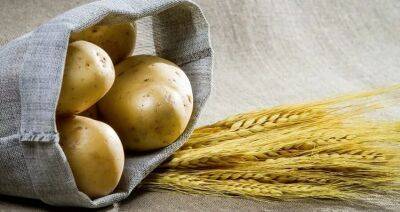 Высокий урожай картофеля и зерна. С какими результатами в Беларуси завершают уборочную кампанию