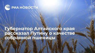Губернатор Алтайского края Томенко рассказал Путину о высоком качестве собранной пшеницы