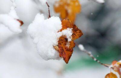 Прогноз погоды в Твери: синоптики обещают снег и туман