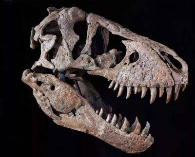 За череп тиранозавра можуть викласти $20 мільйонів