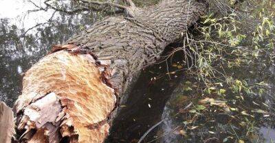 Бобры уничтожают деревья в Риге на берегу Буллюпе