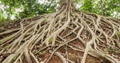 Инквизиторы от природы. 400 млн лет назад деревья "задушили" корнями живое в океане