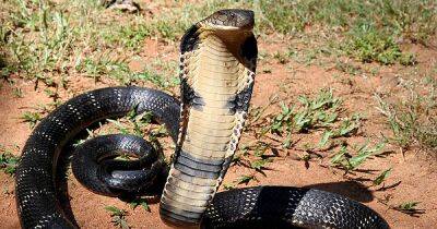 Маленький Чак Норрис. 8-летний мальчик в Индии убил ядовитую змею своим укусом