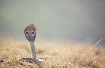 Мальчика в Индии укусила ядовитая кобра – он укусил ее в ответ. Ребенок выжил, а змея нет