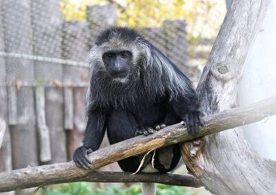 Из чешского зоопарка сбежала обезьяна