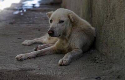 В Ржеве полтора месяца будут отлавливать бродячих собак