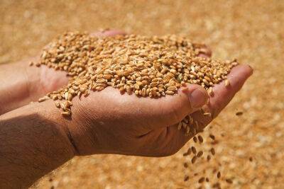 Названы главные вредители зерна и семенного материала