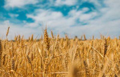 Украина продлила зерновую сделку на 120 дней