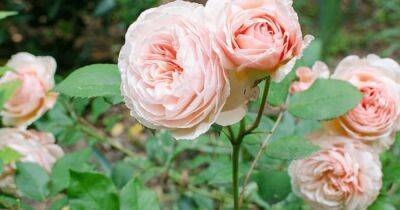 Полюбуйтесь в последний раз: в Англии прекращают выращивать популярный сорт роз