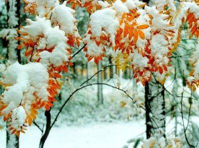 Зима прийшла: синоптик розповіла, у яких регіонах України завтра випаде сніг