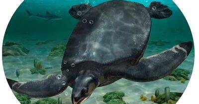 Трехметровый Левиафан. Найдены останки огромной морской черепахи, жившей 83 млн лет назад (фото)