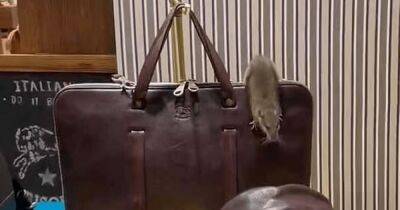 В витрине роскошного бутика Нью-Йорка на кожаном портфеле за $1000 разгуливала крыса