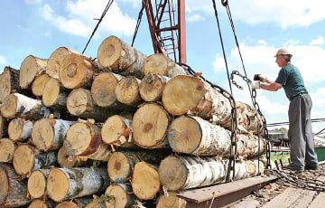 Литовская таможня раскрыла схему вывоза контрабандной древесину из Беларуси
