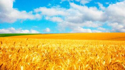 В Україні вже зібрали 39,1 мільйонів тонн зернових та зернобобових - Мінагрополітики