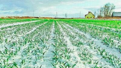 Українські аграрії зменшили посіви озимих на 30%, – Мінагрополітики