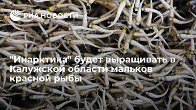 "Инарктика" будет выращивать в Калужской области мальков красной рыбы