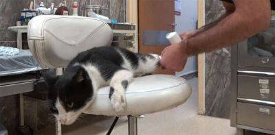 В Турции кот сломал лапку и сам пришел в больницу за помощью