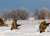 Мнение экспертов: заморозит ли зима фронт в Украине